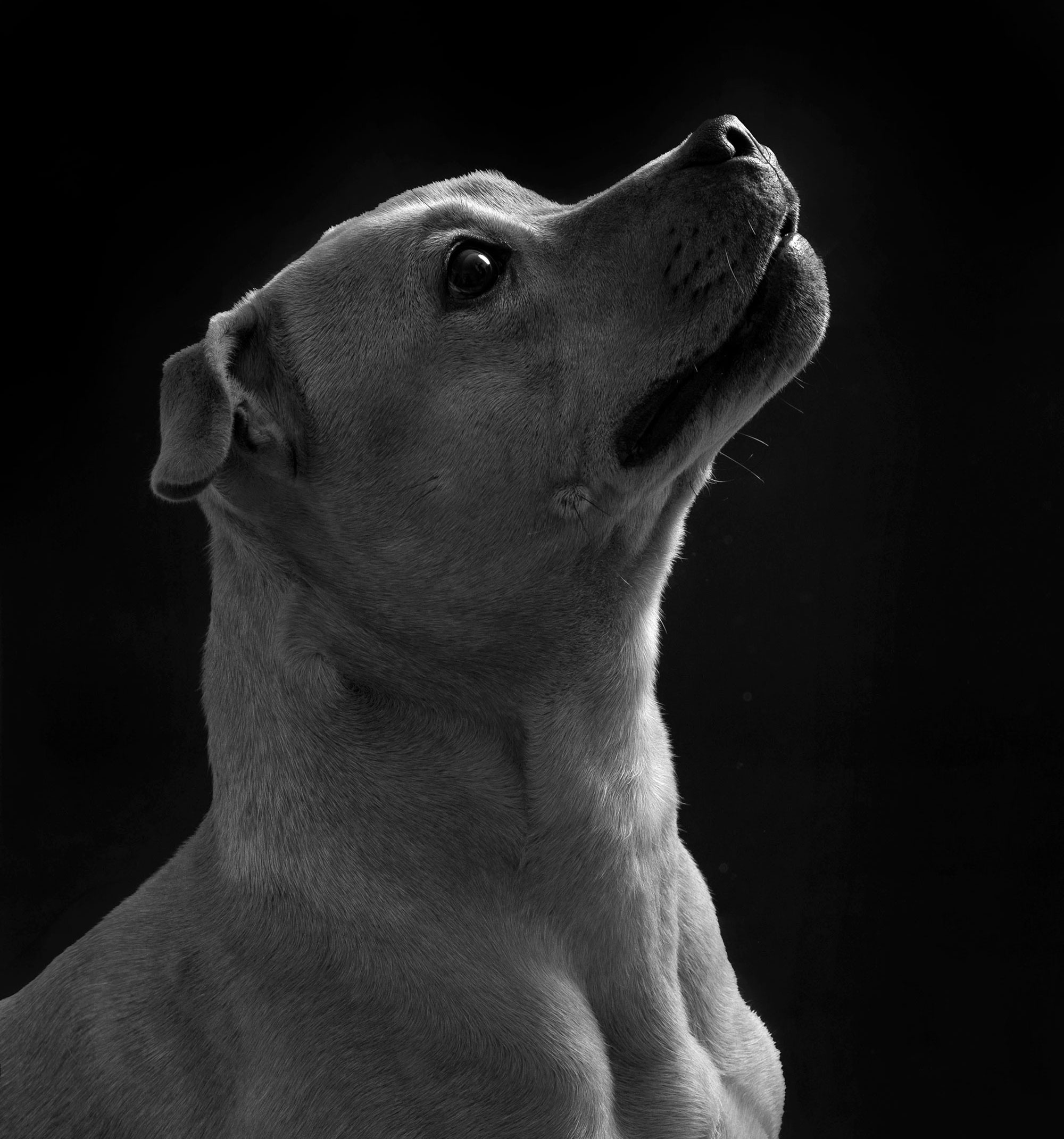 fotografo-per-cani-Treviso