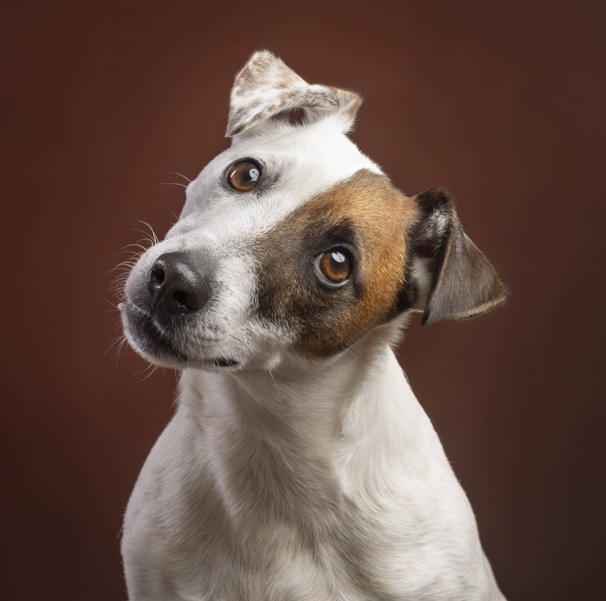 Servizio fotografico cani Treviso