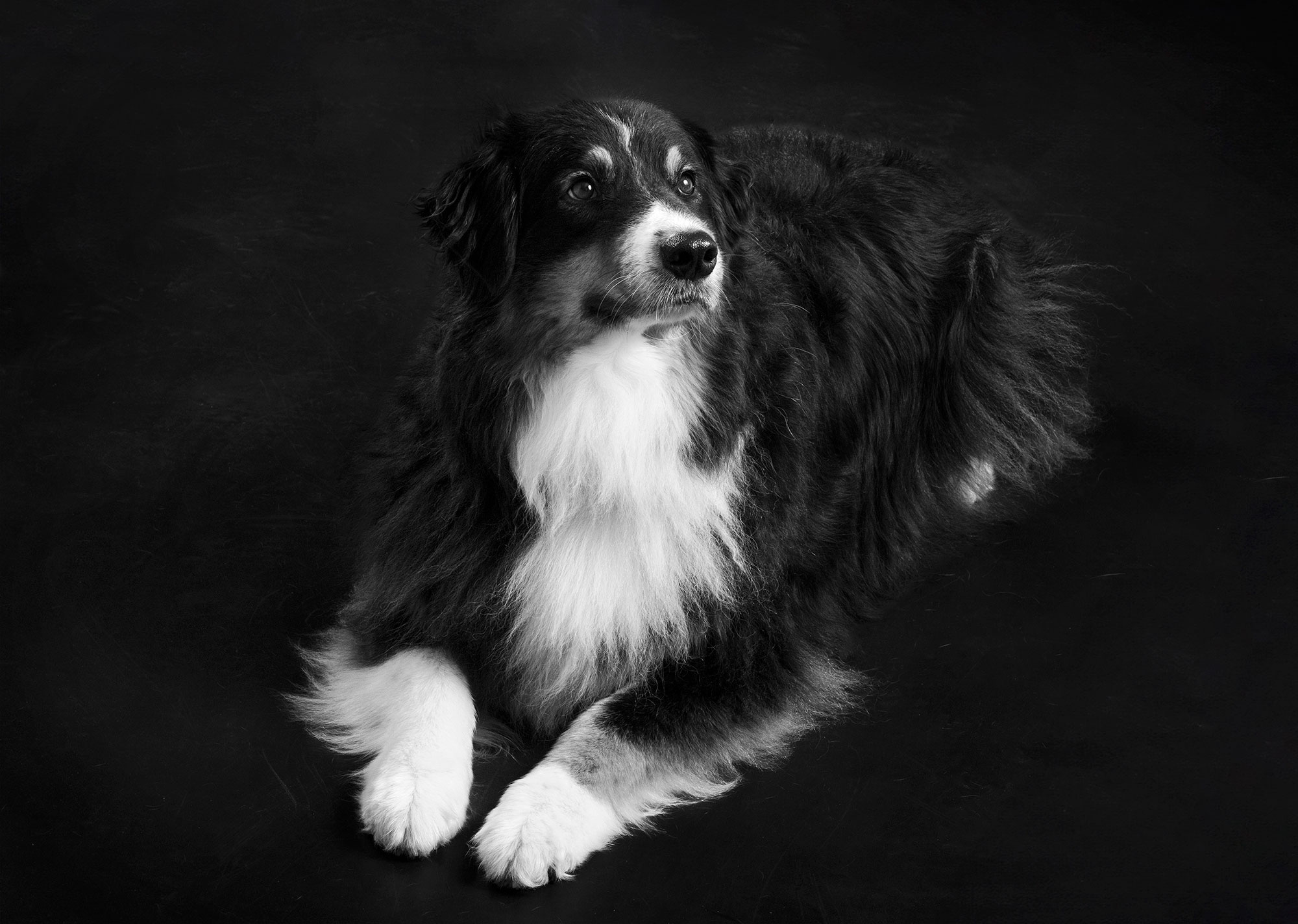 Servizio-fotografico-cani