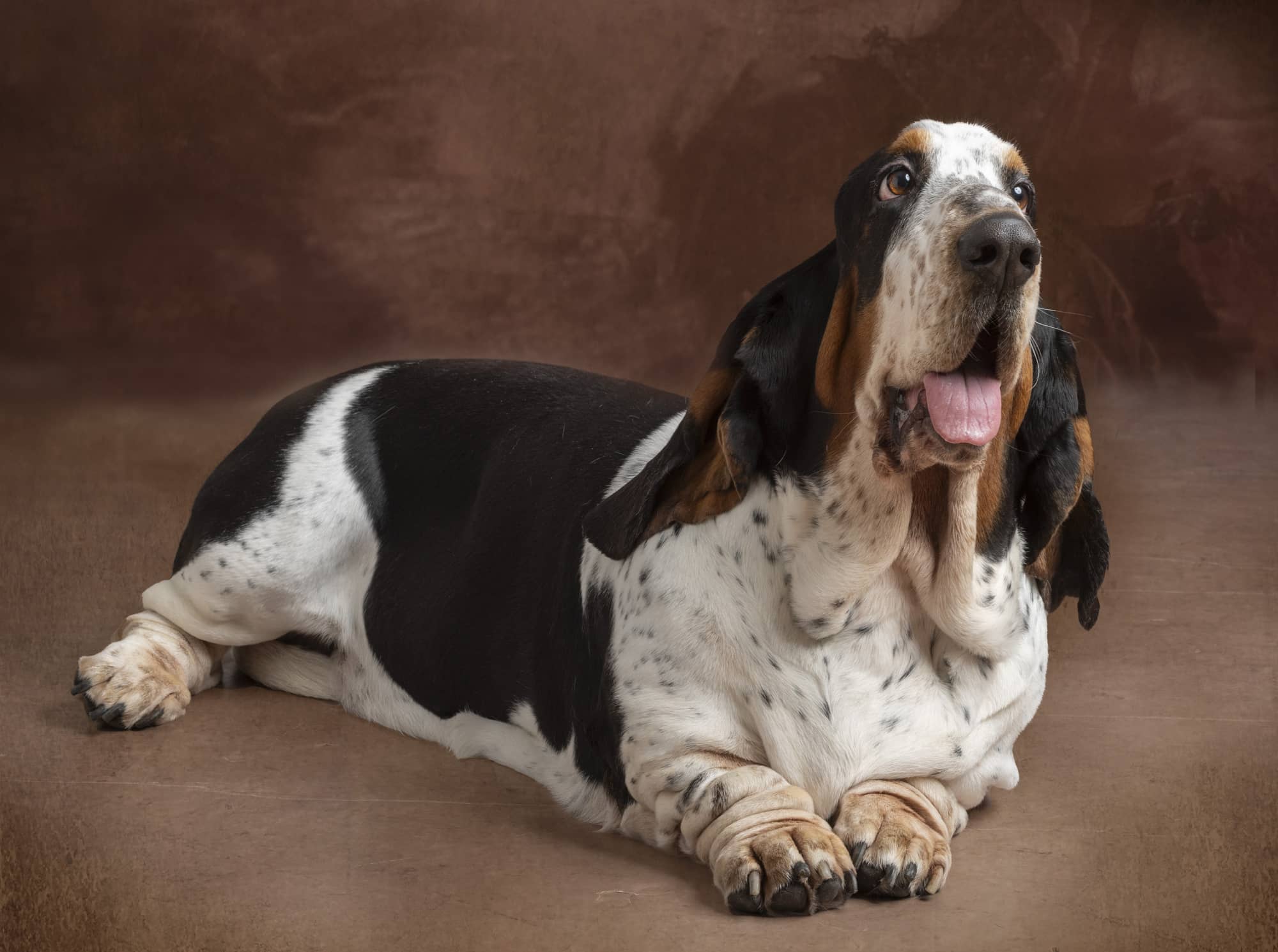Servizio fotografico cani vicino a Treviso