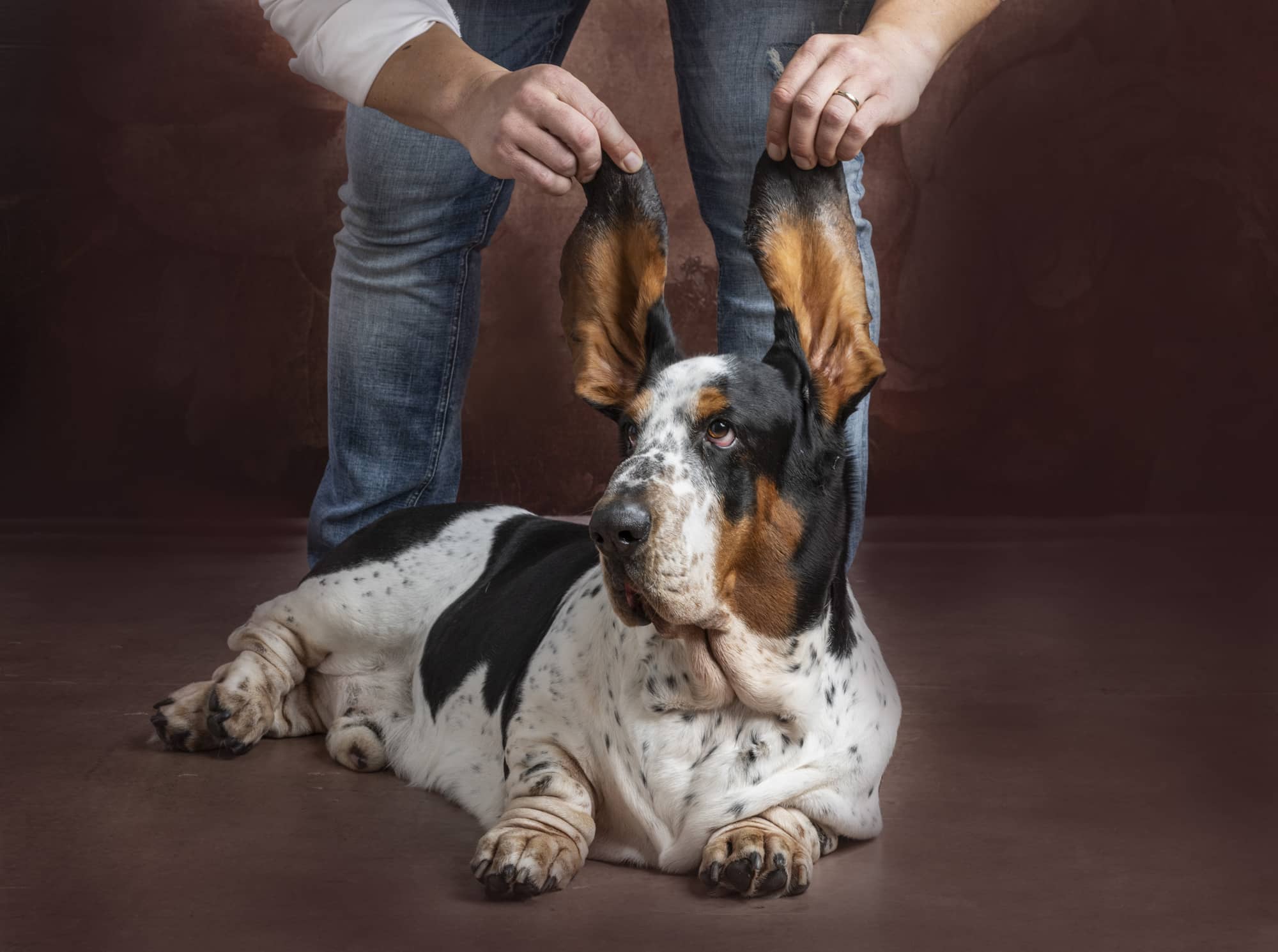 Servizio fotografico con il cane