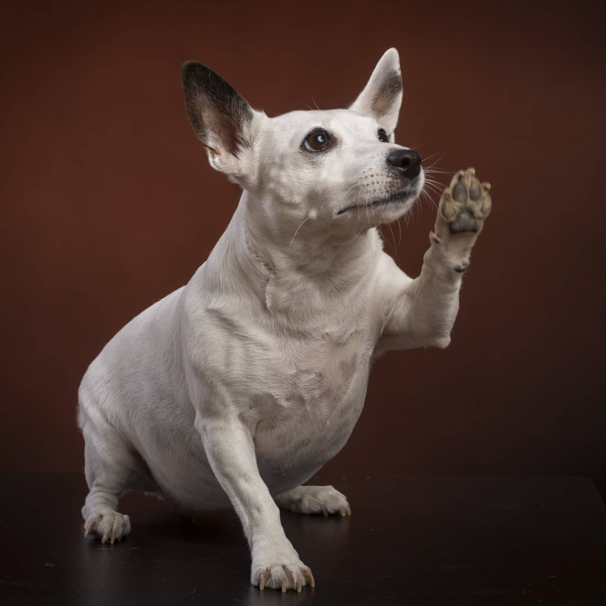 fotografo cani Oderzo