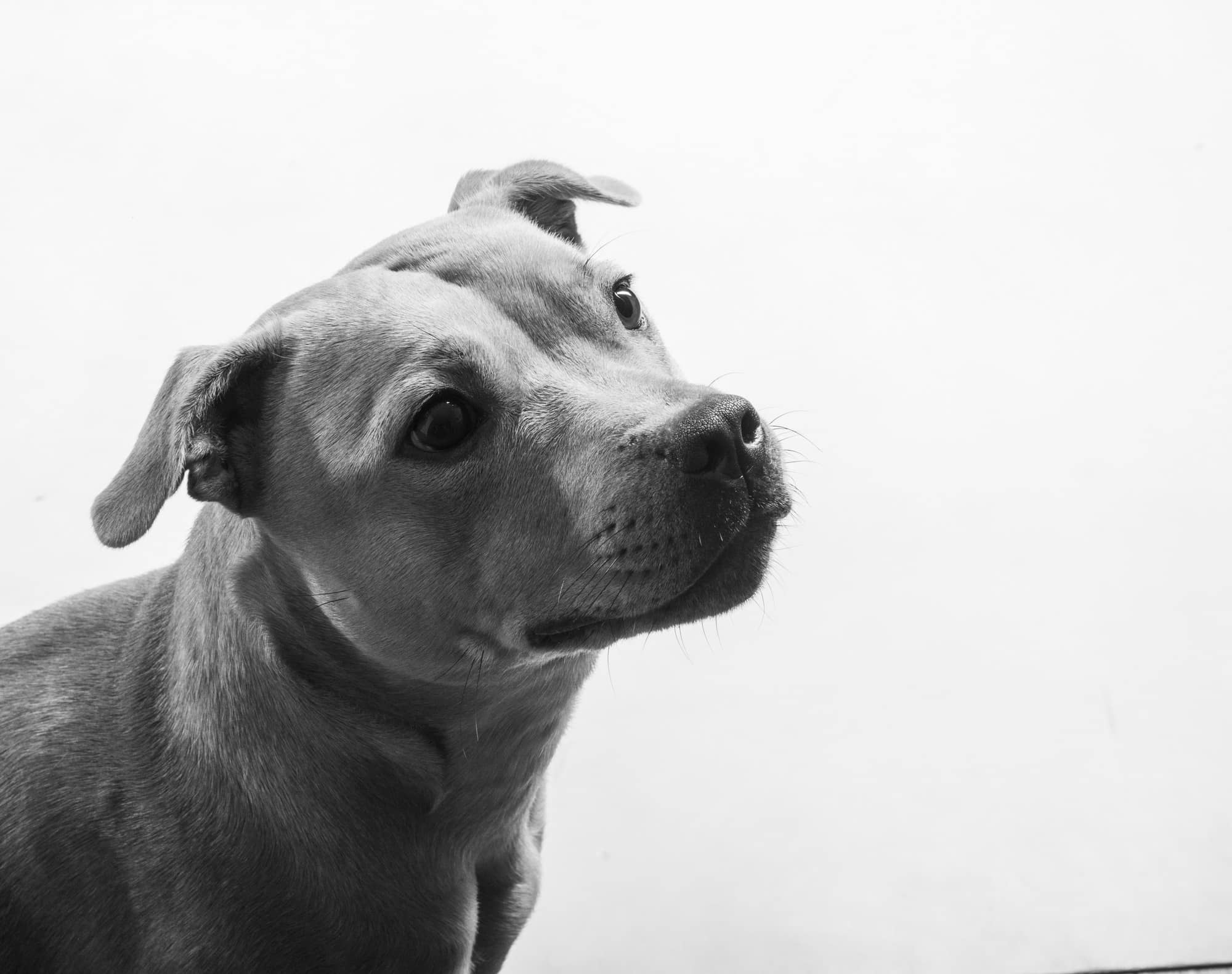 fotografo cani Padova